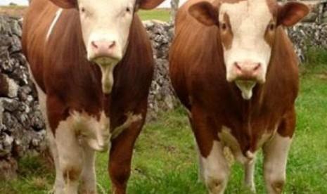 Kemendag akan wajibkan impor sapi betina tanpa batas jumlah