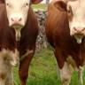 Kemendag akan wajibkan impor sapi betina tanpa batas jumlah