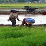 Cuaca buruk, sektor pertanian turun 22,84%