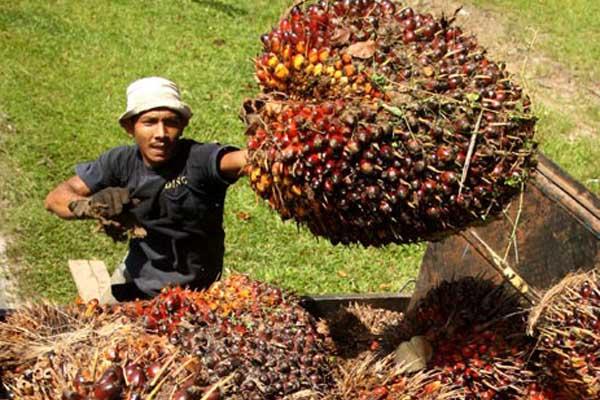 Dividen Astra Agro : AALI bagikan Rp 515/saham