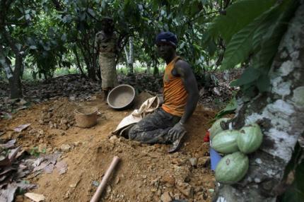 Cocoa bean scarcity clips Indonesia's processing expansion