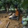 Cocoa bean scarcity clips Indonesia's processing expansion