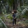 No El Nino impact on palm oil until 2015 - Malaysia industry