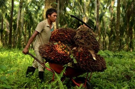 Tax War Between Indonesia and Malaysia May Spur Palm Oil Dem
