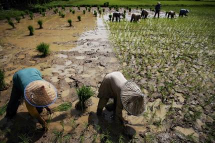 Asia readies food security defences against El Nino threat