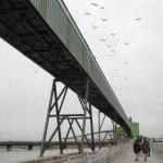 Pendapatan Naik, Rugi Renuka Coalindo turun per Maret 2014 