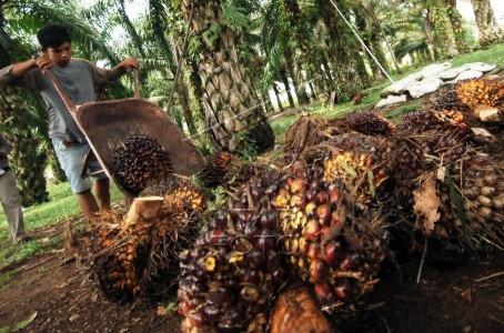 AALI Kembangkan Perkebunan Kelapa Sawit di Kalimantan Barat