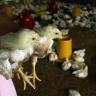 Harga Ayam Naik, Saham Peternakan MAIN CPIN JPFA Kompak Positif