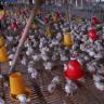 Japan Looks to Indonesian Poultry Supplies after Chinese Foo