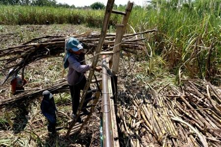 Pemerintahan Jokowi Hidupkan Lagi Proyek 1 Juta Ha Lahan Pertanian Merauke
