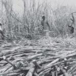Sungai Budi Group Ekspansi Rp 1,6 T