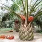 Bangun Pabrik Gula, Tunas Lampung Siapkan Belanja Modal Rp1 T: Investor