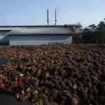 Grup Sinar Mas Rambah Bisnis Oleokimia Dasar Yakni Fatty Alc