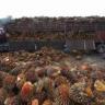 Higher Palm Oil Output To Cap Prices, Depending On El Nino