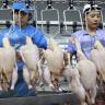 Brazil Takes Indonesia to WTO Over Chicken Imports