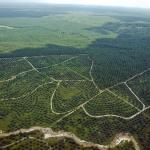 Tunas Baru Lampung Tunda Penerbitan SDB Senilai Sin$ 200 Juta, Apa Alasannya?