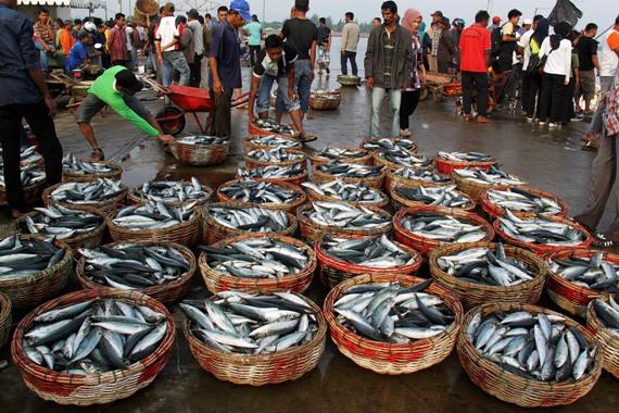 Bebas Ekspor Ikan ke AS, Harga Saham DSFI Naik 13,6%, 