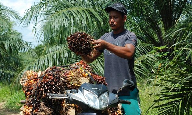 Stok Sawit Malaysia Turun, Harapan Baru untuk Emiten Sektor Perkebunan?