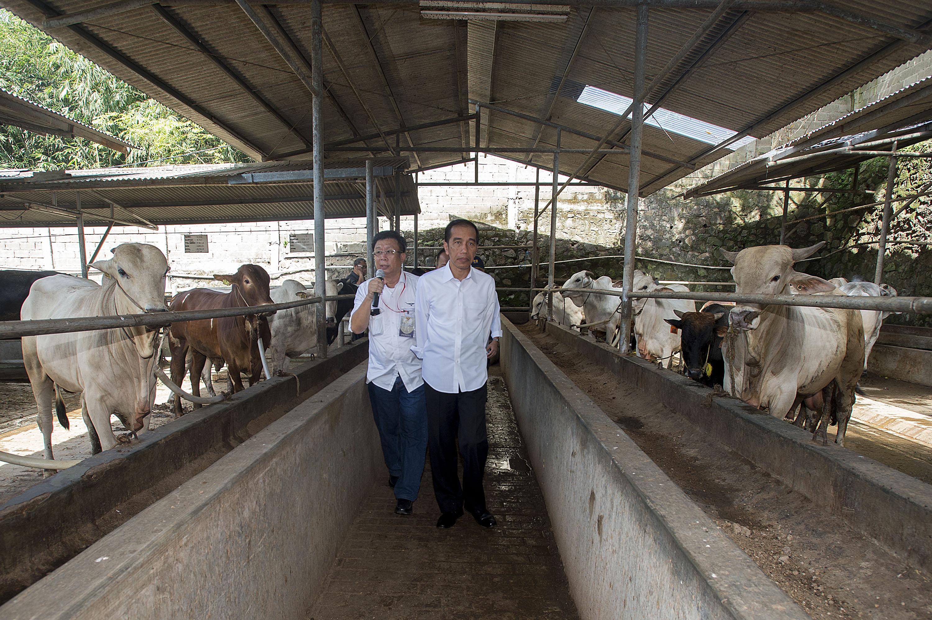 Presiden Jokowi Perintahkan Cabut Peraturan Penyebab Harga Daging Sapi Mahal
