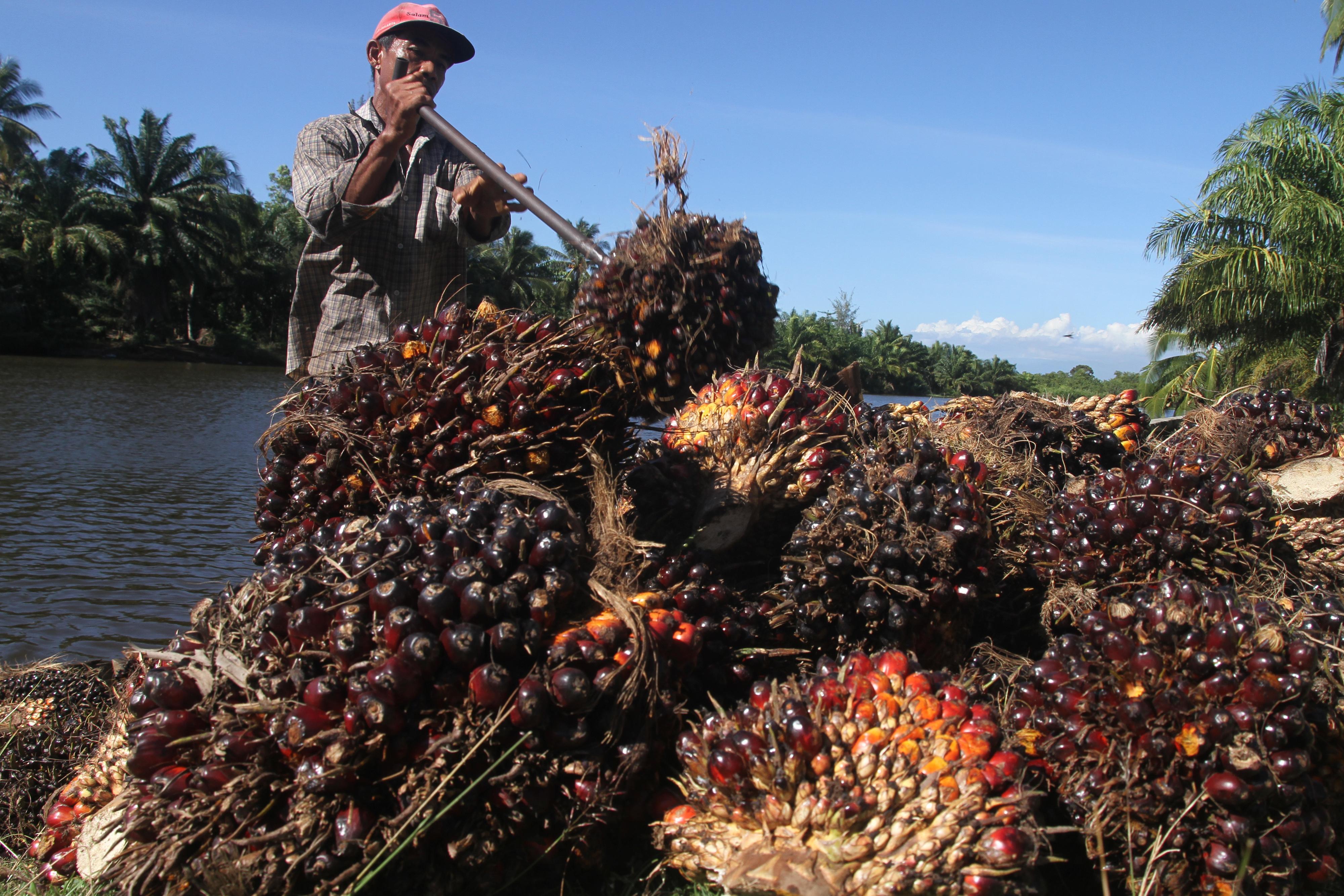 Indonesia Menang Sengketa Biodiesel Atas Eropa, Saham CPO Lompat di Sesi Kedua