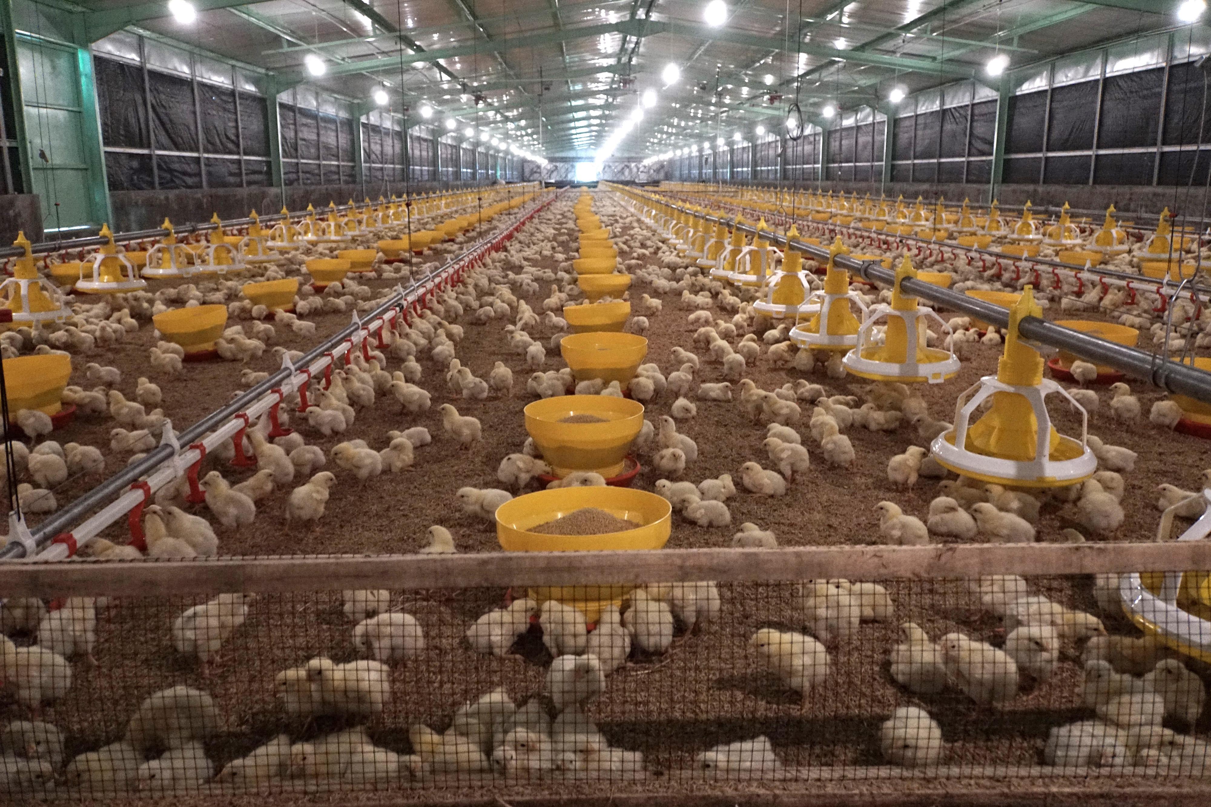 Harga Ayam dan Telur akan Diatur, Saham CPIN Anjlok 9 Persen